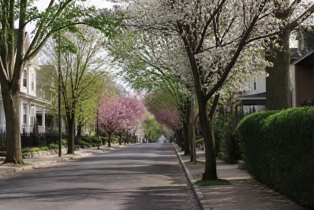 Rue residentielle calme bordee de maisons et arbres fleuris